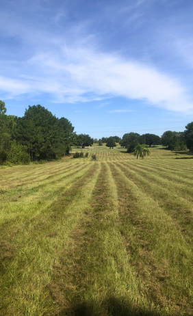 bush hog mowing service groveland