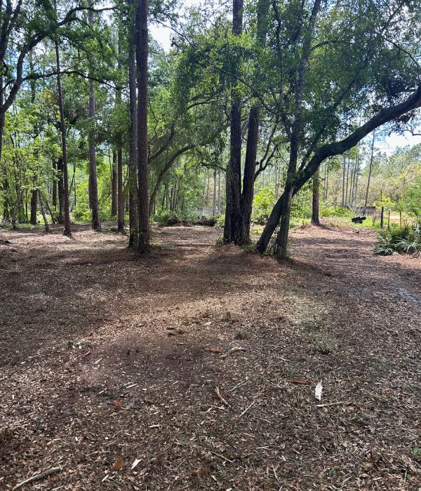 Forestry Mulching skidsteer mulcher groveland fl