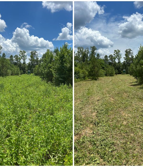 mulching land clearing groveland 2